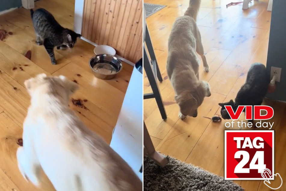 Today's Viral Video of the Day features a game of cat, dog, and mouse intruder!
