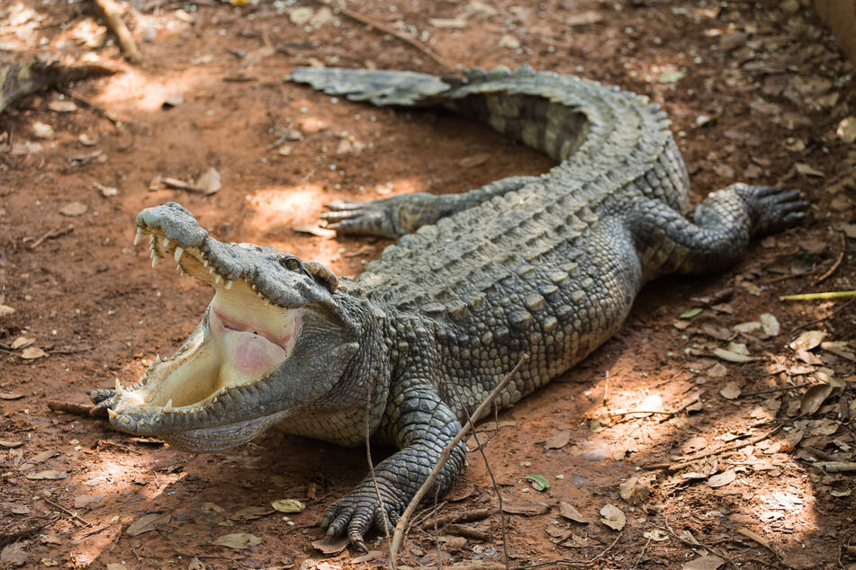 Ein Krokodil ernährt sich zwar hauptsächlich von Fisch, ist aber auch nicht abgeneigt, sobald sich ein Säugetier seinem Territorium nähert. (Symbolbild)