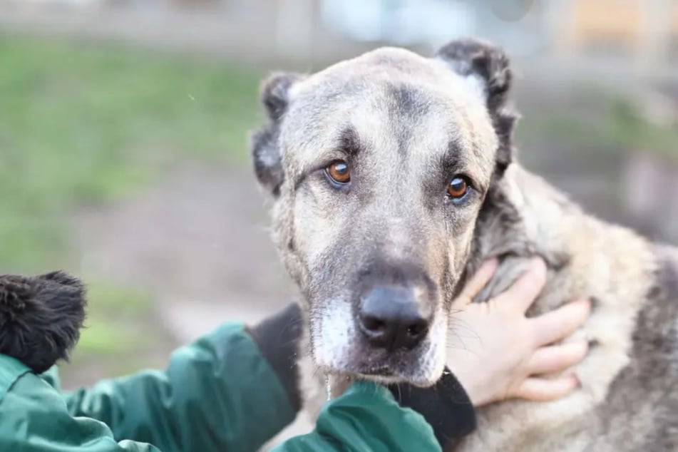 Wessen Herz kann dieser liebe Hund erweichen?