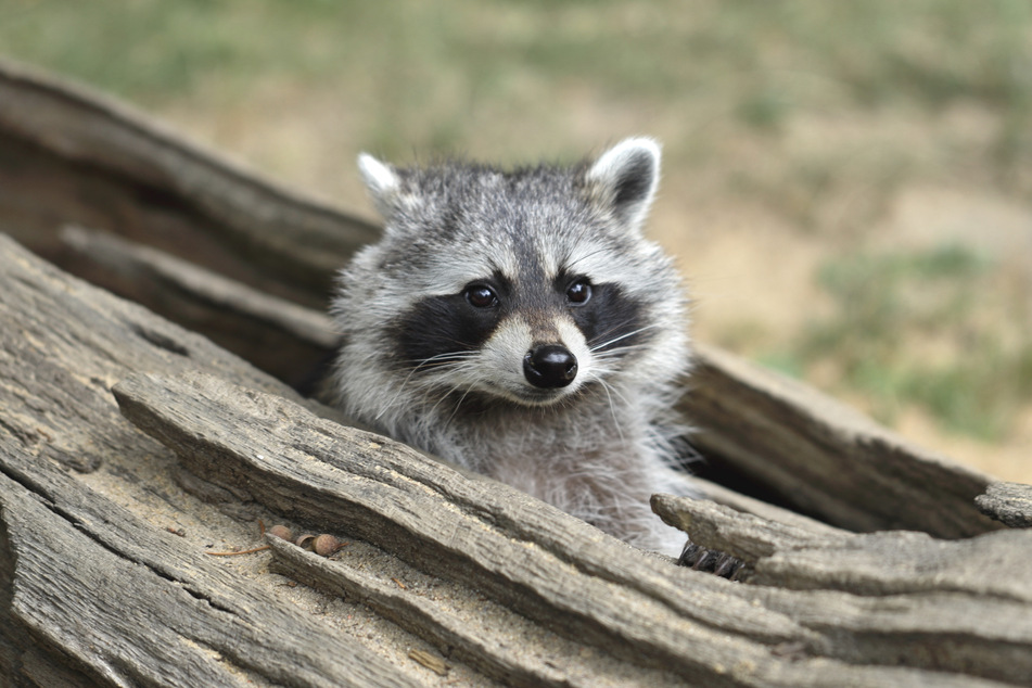 Raccoons are cute, but in some places they're also considered a real nuisance!
