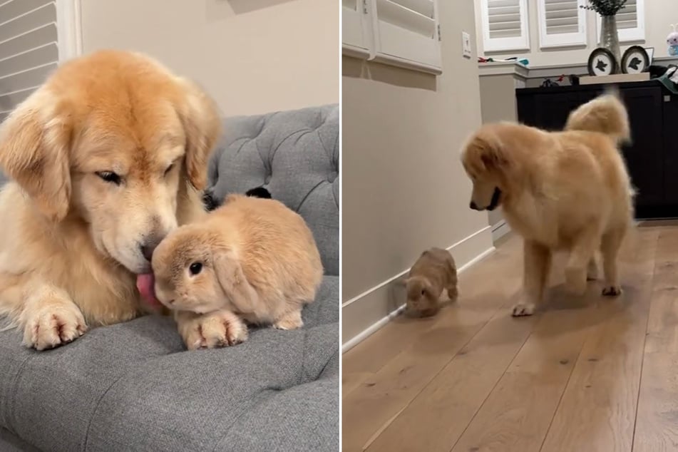 Glücklicherweise erwies sich der tollpatschige Golden Retriever am Ende als echter Kaninchen-Flüsterer.