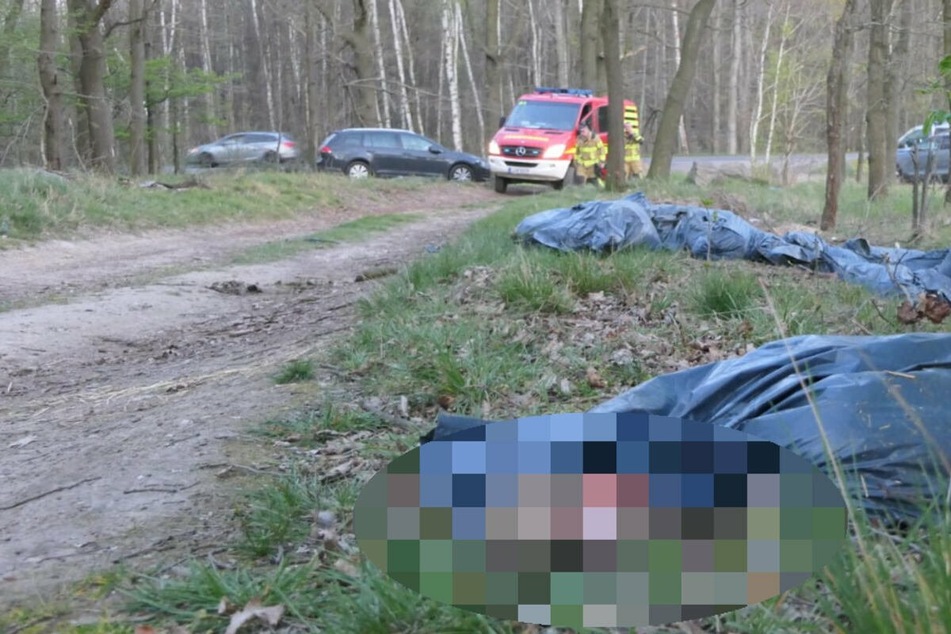 Verpackt in Müllsäcke wurden vergangene Woche die Überreste von 28 toten Lämmern in einem Wald bei Grimma entdeckt.