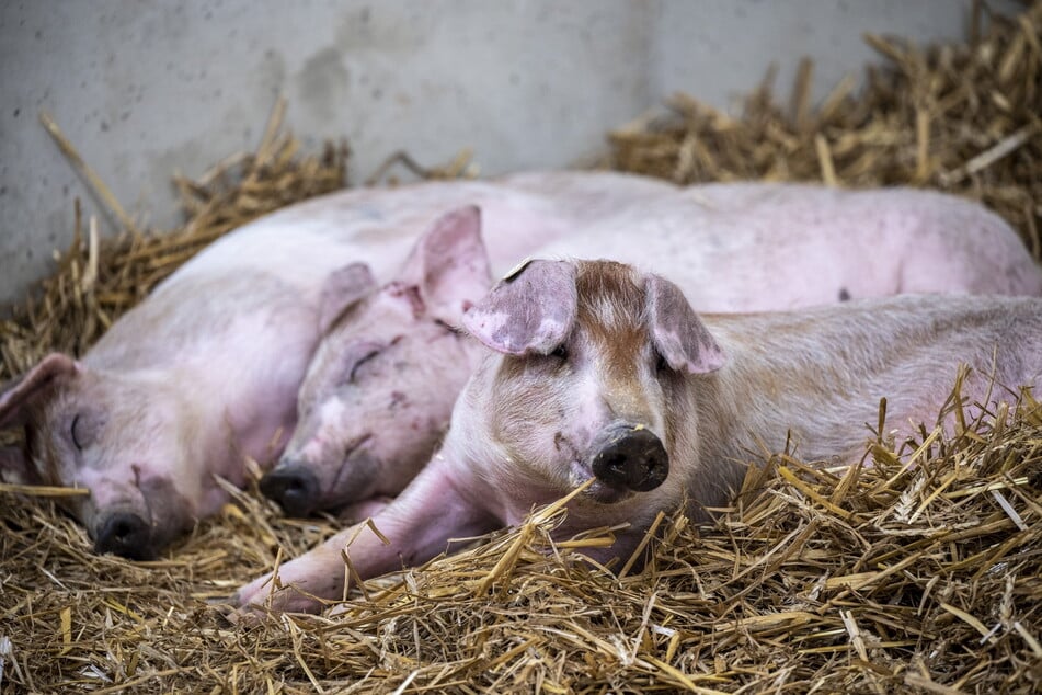 Die Schweine der Genießergenossenschaft fühlen sich mit Stroh und Auslauf sauwohl.