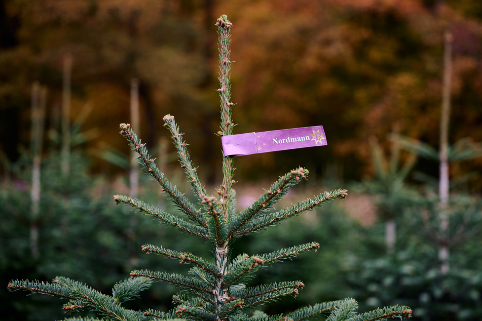 Etwa jeder dritte Weihnachtsbaum kommt aus Nordrhein-Westfalen.