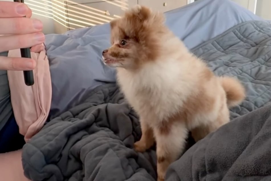 So sah Rüde Fritz vor seinem "Martyrium" aus.