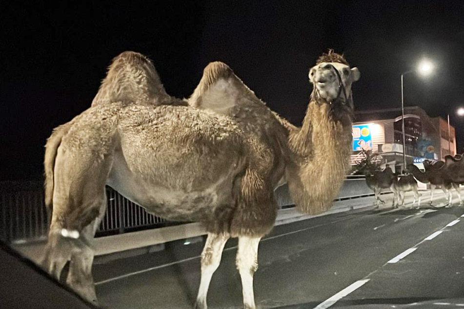 Nächtlicher Ausflug: Mehrere Kamele büxen aus und erkunden Kleinstadt