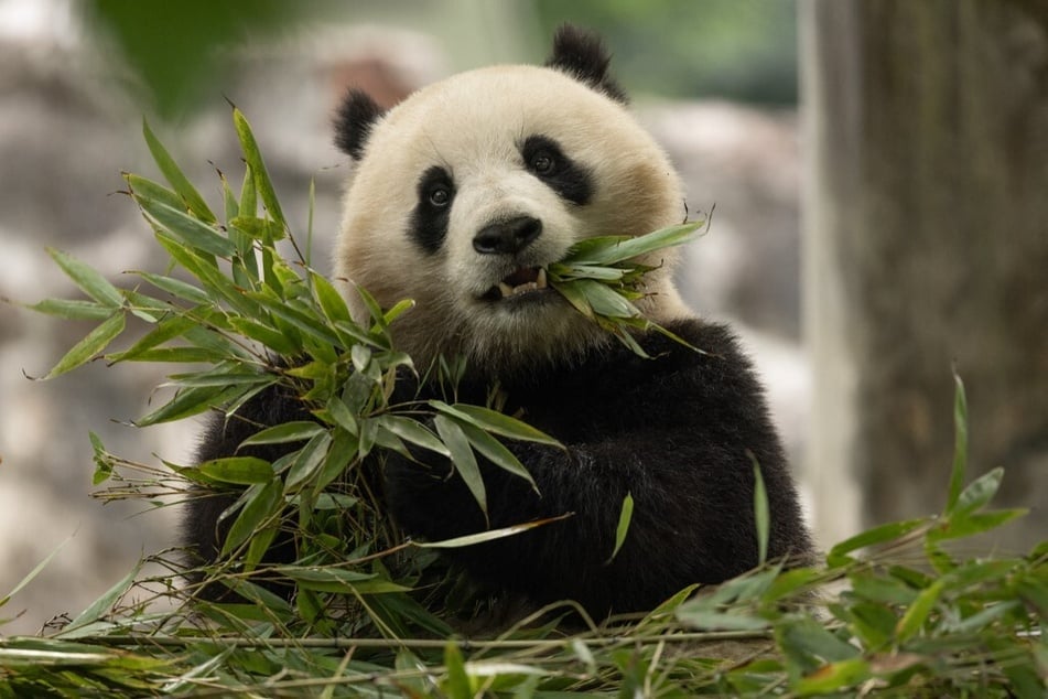 Giant panda Qing Bao snacks on bamboo in her habitat at Dujiangyan Base in Sichuan, China, before being sent to Washington DC.