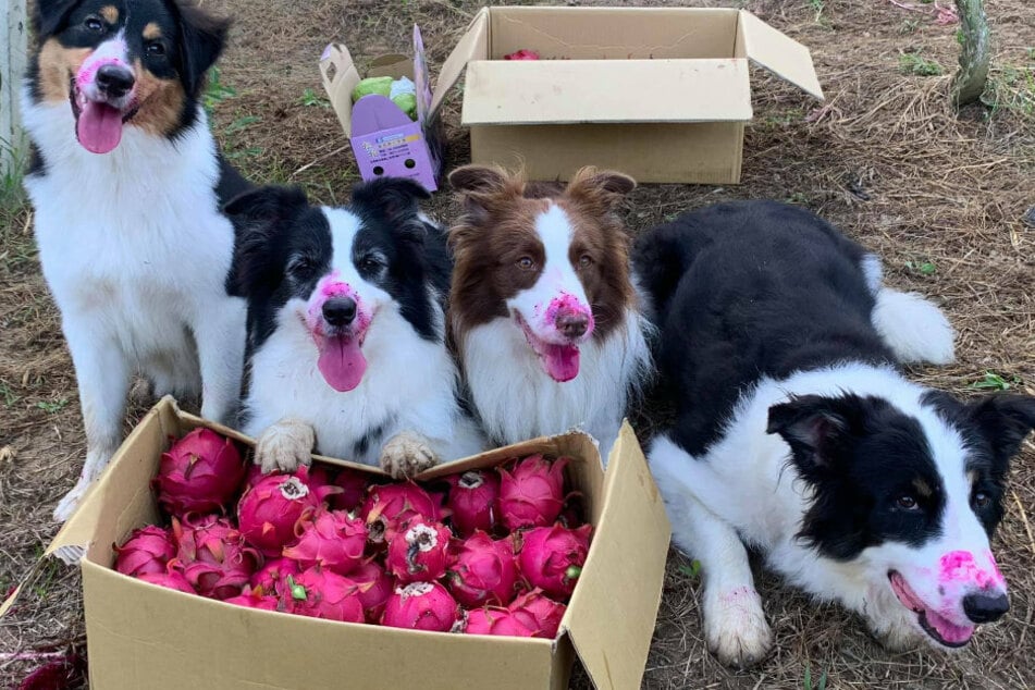 Hunde besuchen eine Farm Die Besitzer können nicht glauben, wie sie