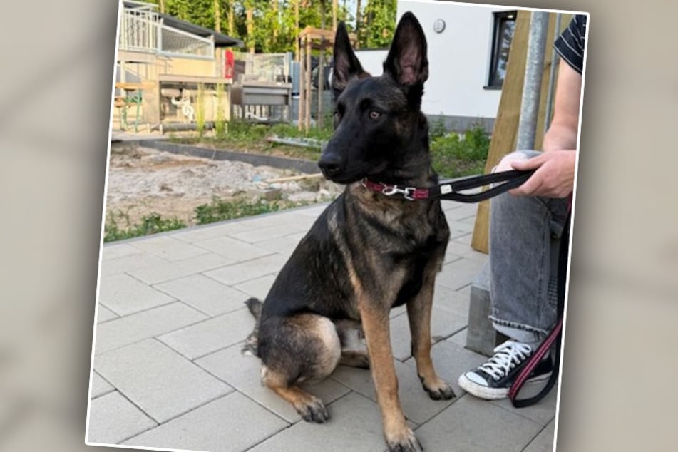 Die Bergheimer Tierretter sind auf der Suche nach erfahrenen Haltern für den Malinois.