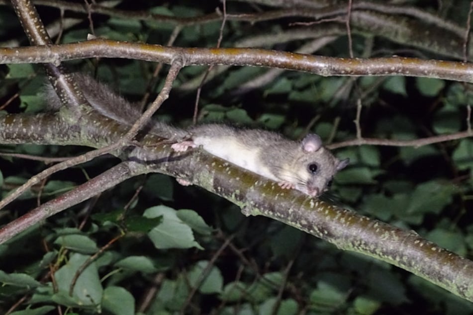 In dem Areal leben gefährdete Tierarten wie der Siebenschläfer.