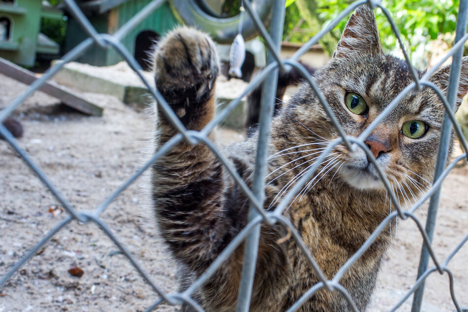 Anstieg der Wegnahme von Haustieren: Tierärztekammer schlägt Alarm