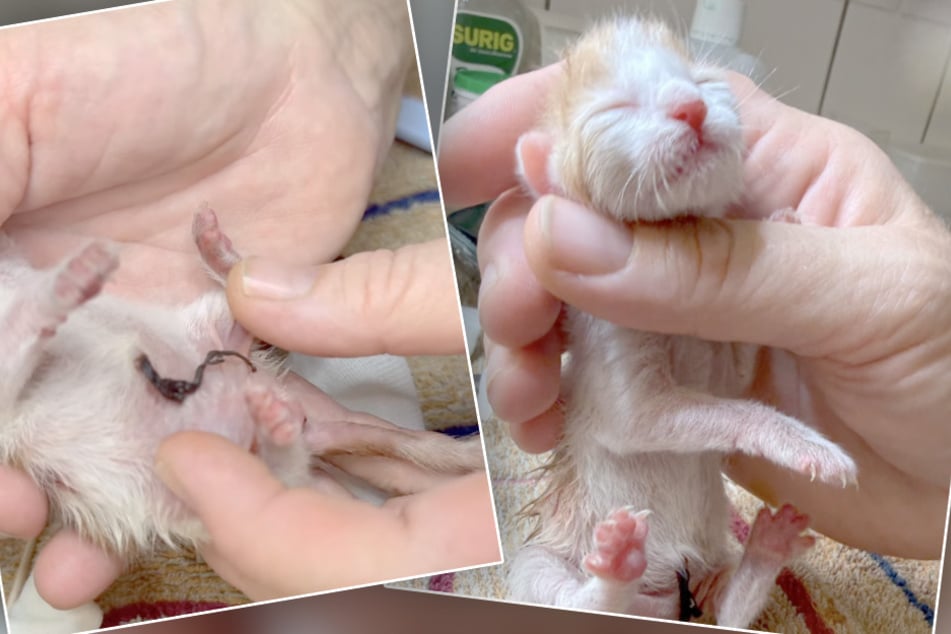 Der kleine Racker kam unter gar keinen guten Umständen ins Tierheim.