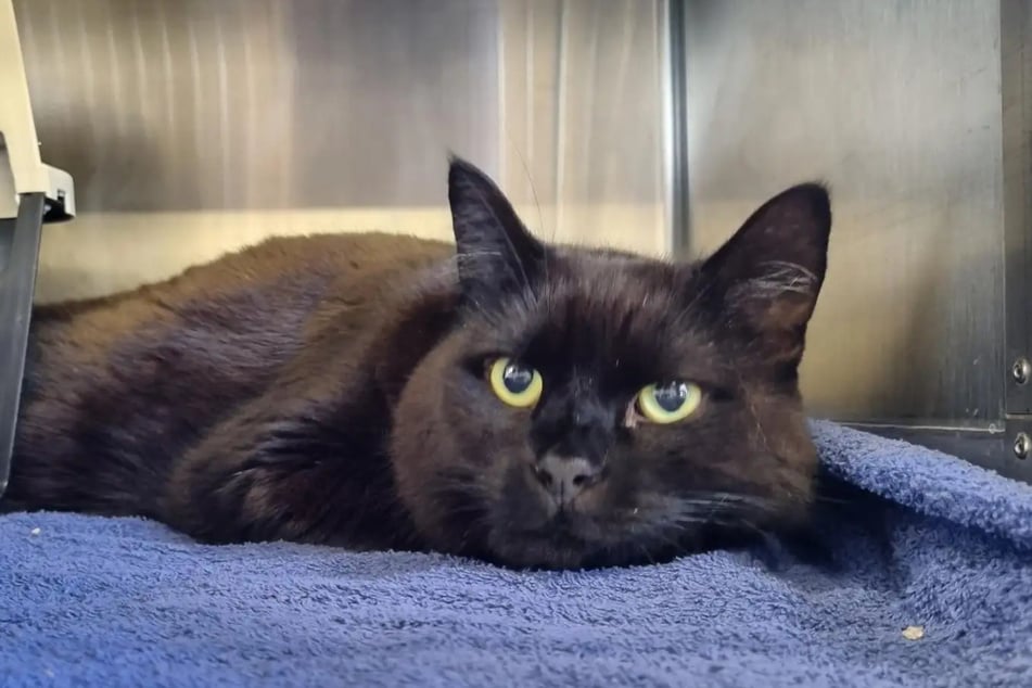 A Gizmo le gusta disfrutar de la tranquilidad entre aventuras al aire libre junto a sus humanos.