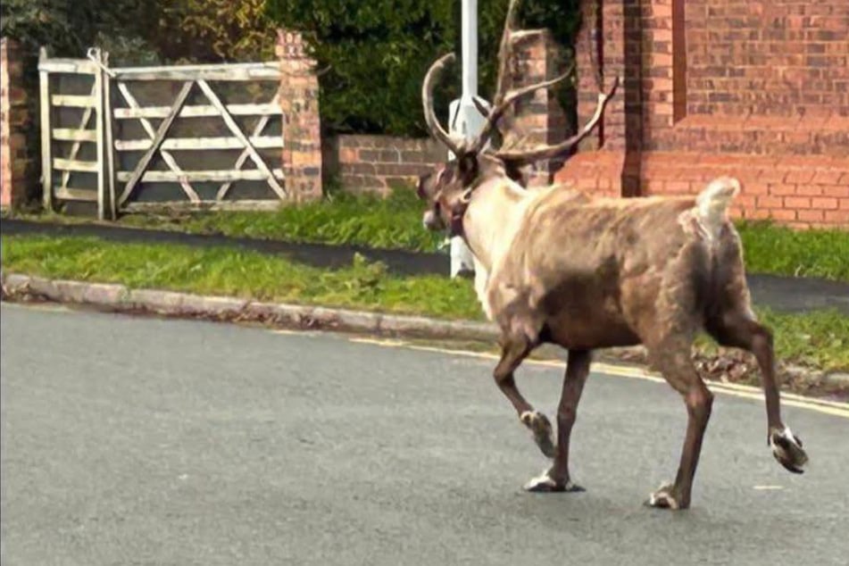 Nach seiner Flucht vom Weihnachtsevent machte sich Buddy auf zu einem nahegelegenen Strand.
