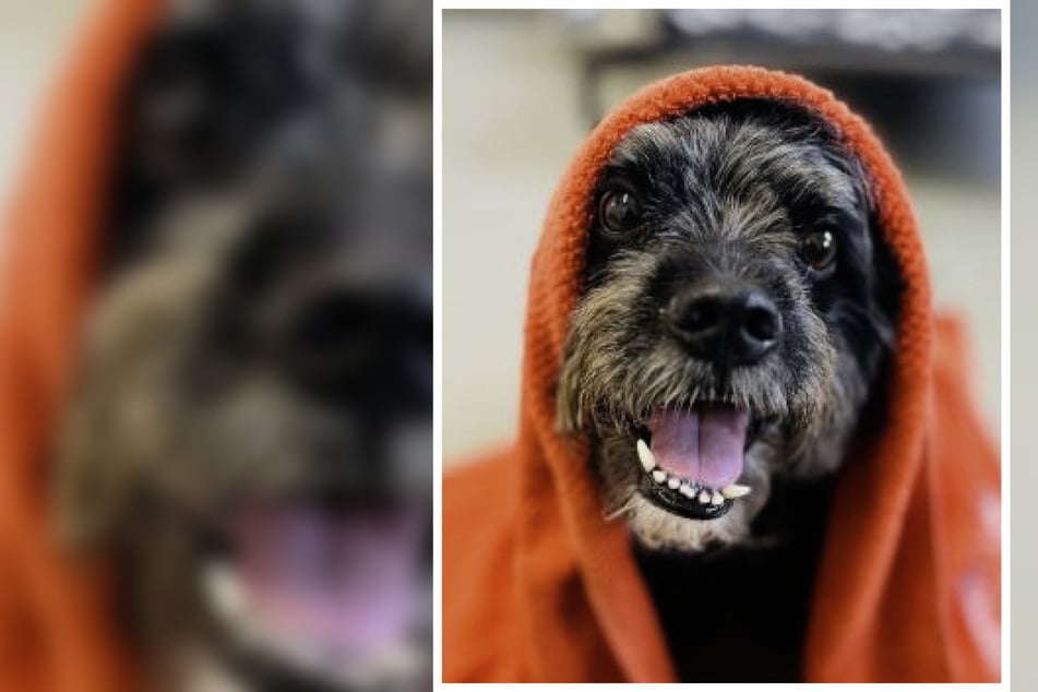 Man sieht es ihm an: Schnauzer-Mix Aron ist wirklich ein richtiger Kauz.