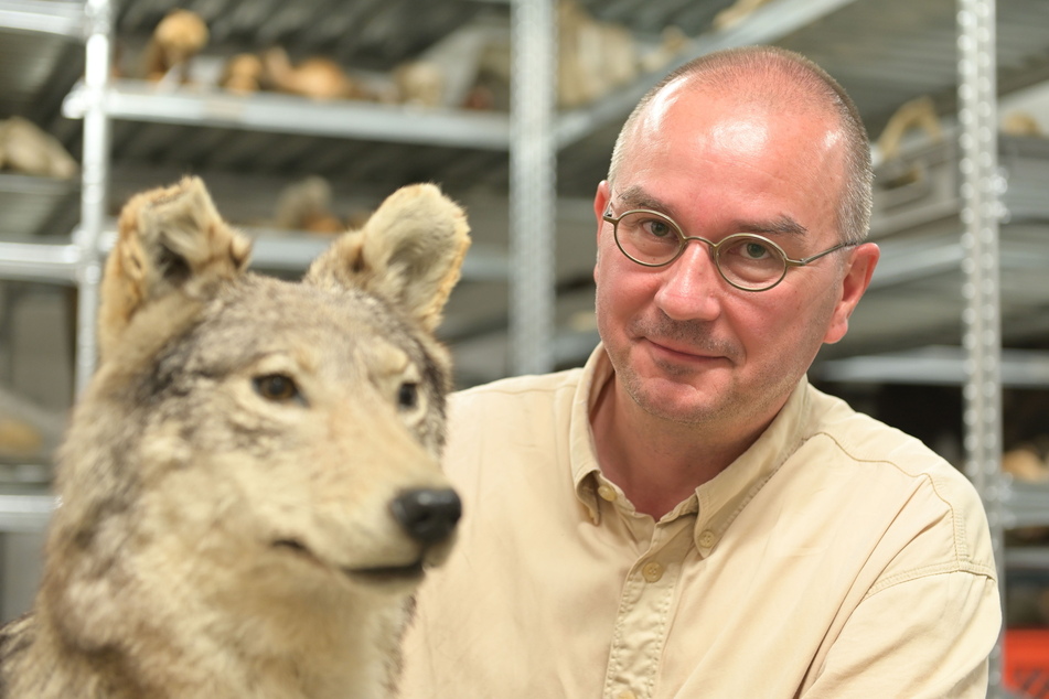 Auch im Naturkundemuseum gibt es Wölfe - aber nur ausgestopft. Biologe Sven Erlacher (51) besucht das Präparat im Depot.