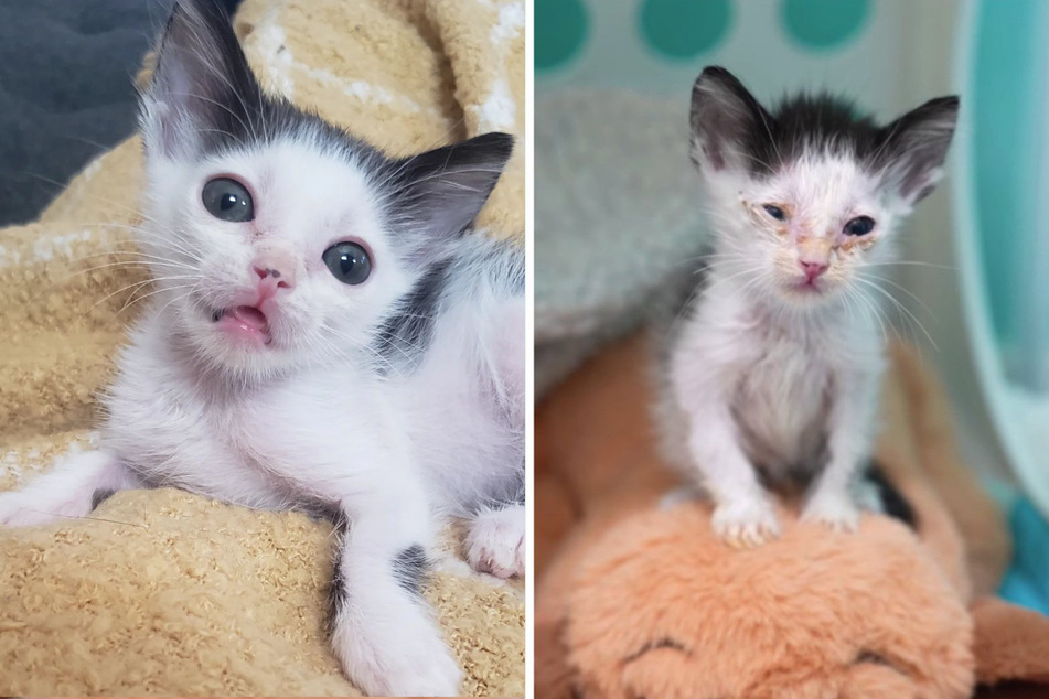 Sick kitten makes incredible transformation by "being a fighter"