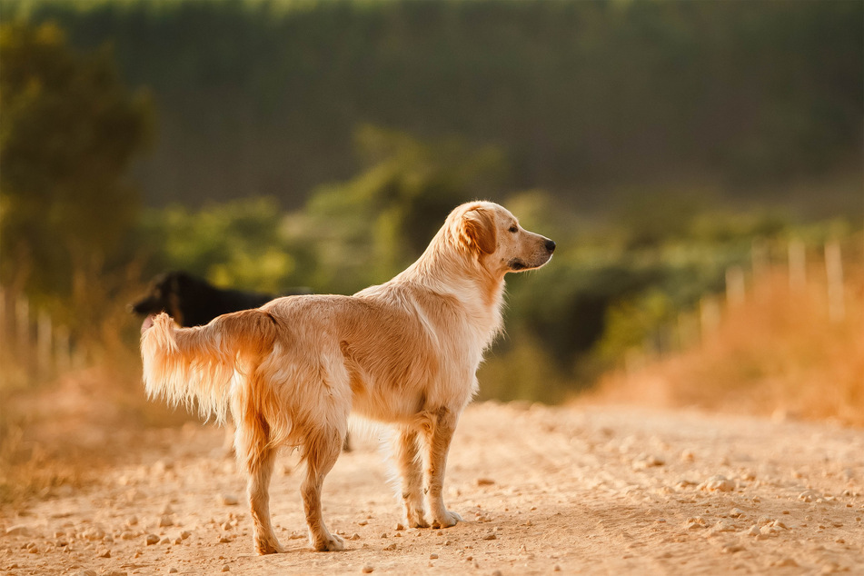 There are no dogs more playful and perfect for first time owners than golden retrievers.
