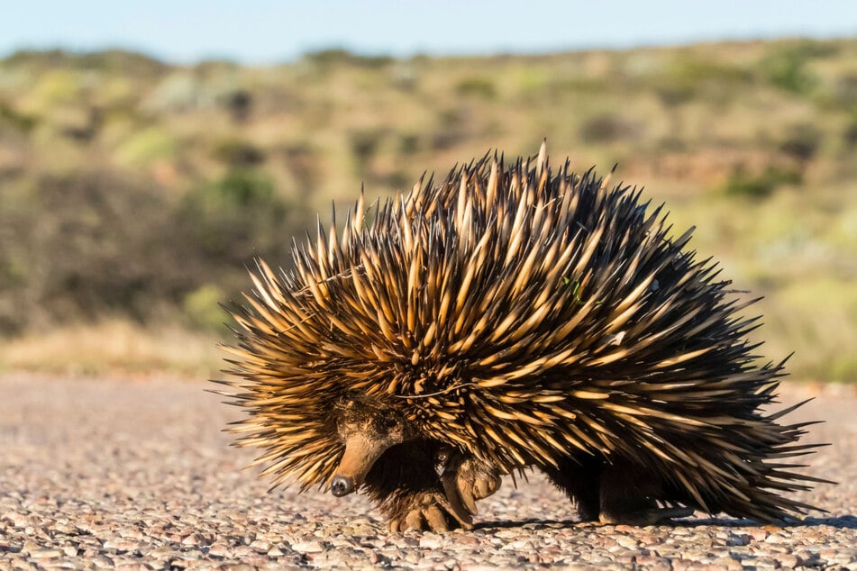 Oh, look at you, you spiky devil!