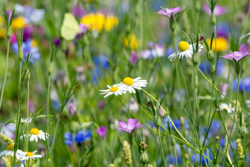 Eine wilde Blumenwiese beherbergt viele kleine Insekten, denn sie bietet ihnen Schutz und Nahrung.