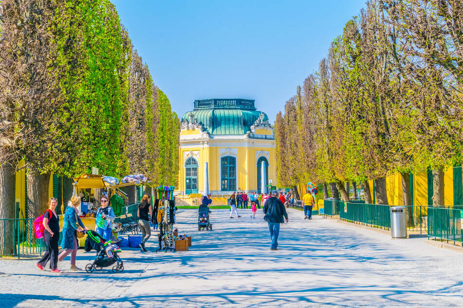 Im Tiergarten Schönbrunn in Wien haben Tierpfleger eine grausame Entdeckung gemacht. (Archivbild)