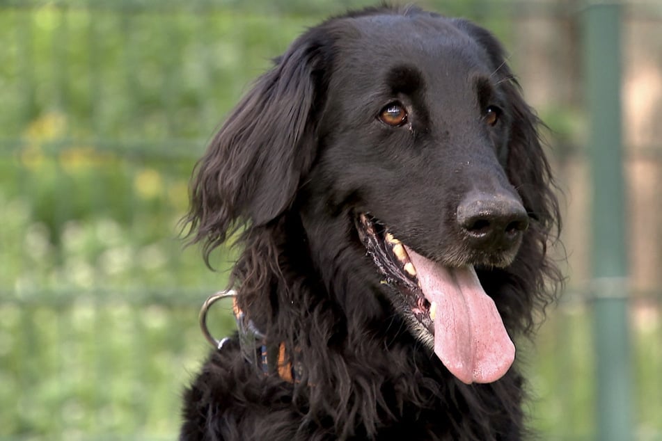 Retriever-Hündin Aika sprüht vor Energie – am liebsten würde sie diese mit ihrer neuen Familie ausleben.