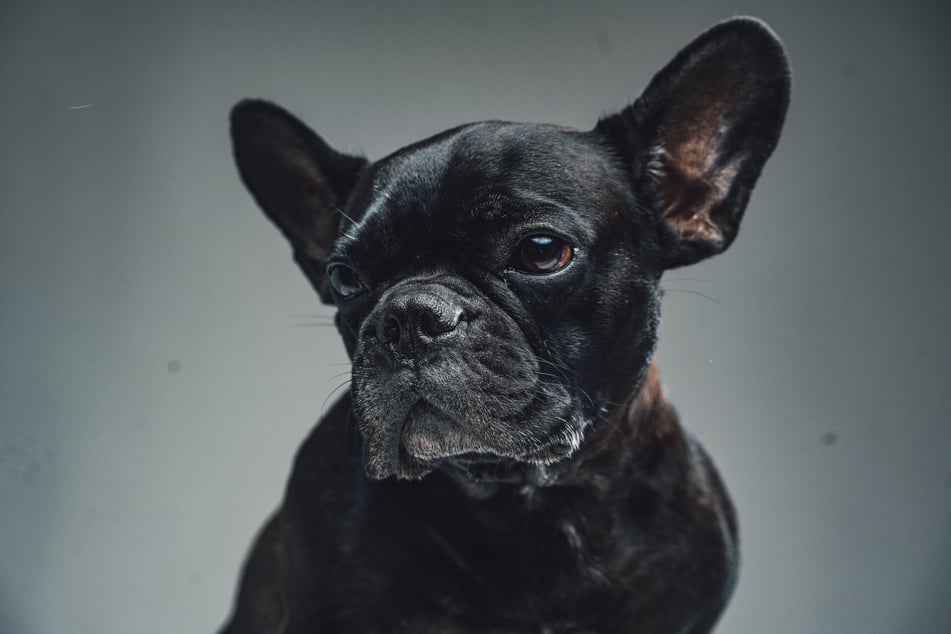 James Paul Jolivette Jr. hängte die Französische Bulldogge seiner Frau an einem Treppengeländer auf. (Symbolbild)