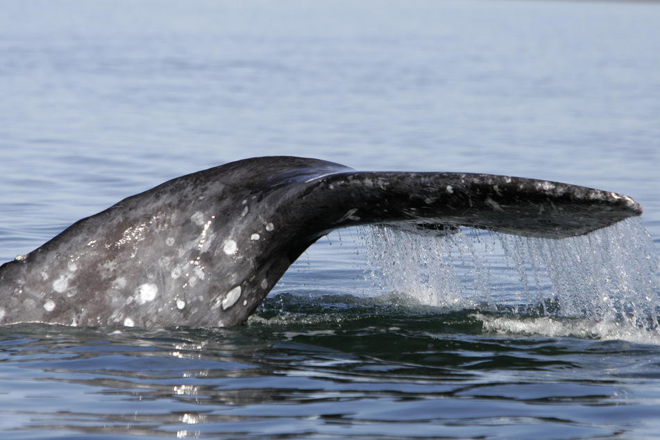 Climate change is almost certainly to blame for the gray whales appearance in the North Atlantic ocean.