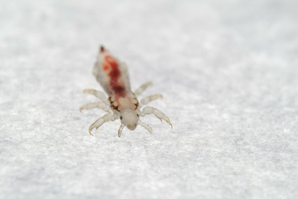 Die zwei bis drei Millimeter großen Parasiten sind oft mit bloßem Auge schwer zu entdecken.