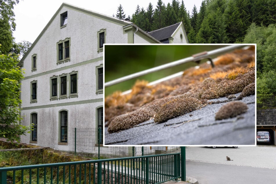 Feuchte Sorgen im Erzgebirge: Tierheim hat Dachschaden