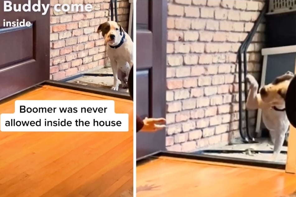 Stray dog is afraid to enter his new home when opportunity comes knocking