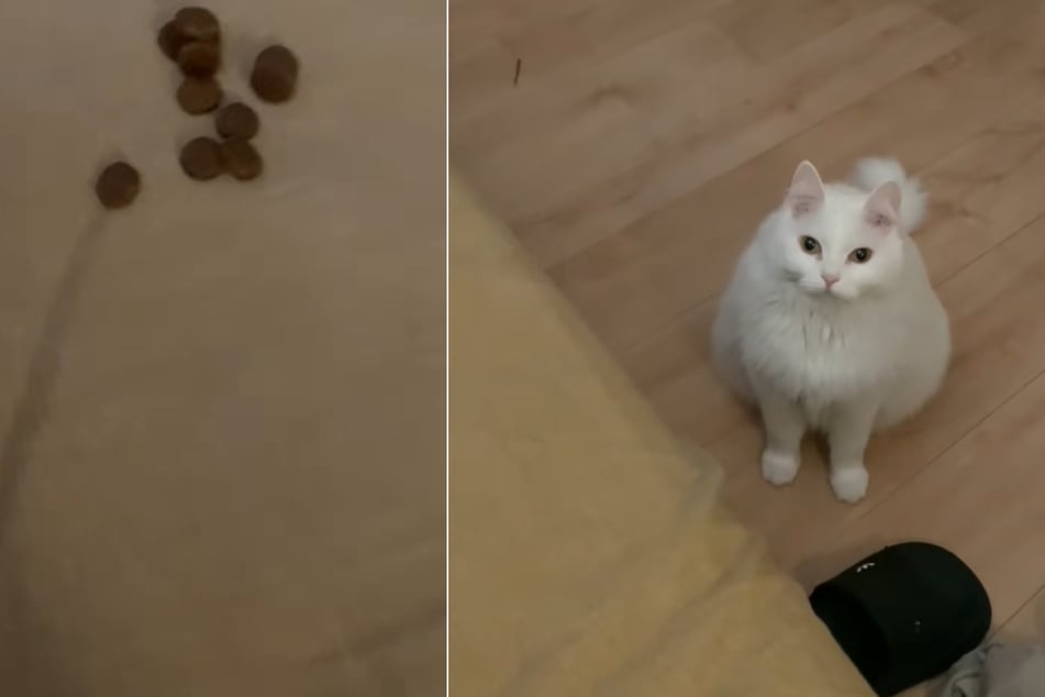 Die Katze einer US-Amerikanerin kümmerte sich rührend um ihre Besitzerin, als diese krank im Bett lag.