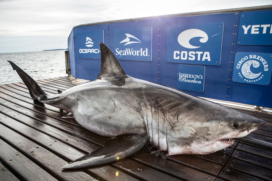 Nukimi or "Queen of the Ocean" is the largest shark the Ocearch researchers have sampled on their mission.