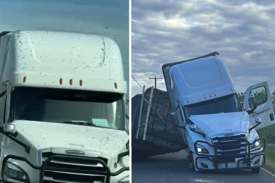 250 Millionen Bienen nach Lkw-Unfall frei