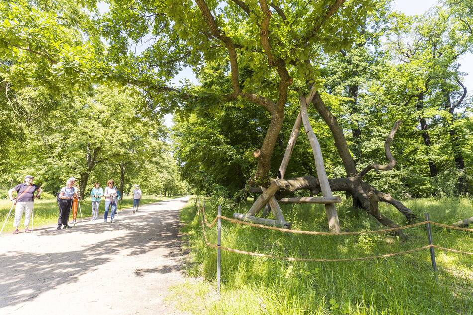 Der "Kletterbaum" hat auch Windstärke 9 überlebt, sich erholt und erstrahlt nun in sattem Grün.