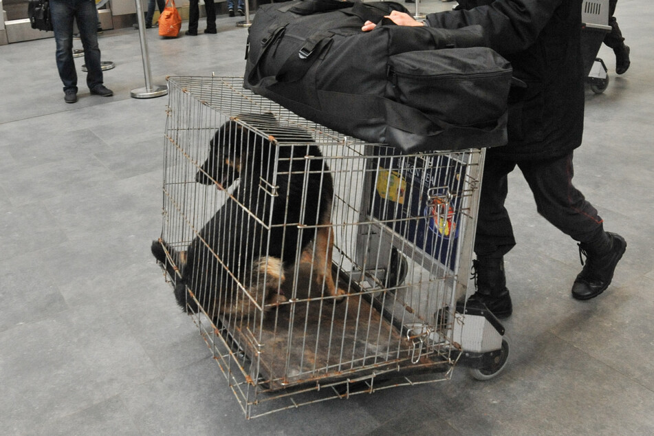 Normally, dogs are flown in transportation crates as cargo on commercial airlines, which can be very expensive (stock image).