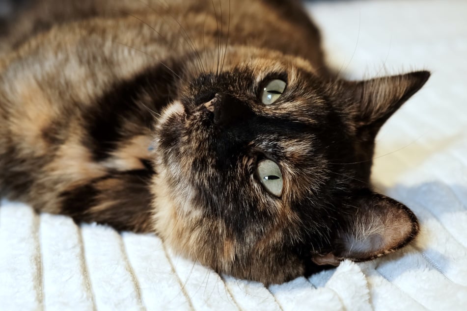 Miezen mit dreifarbigem Fell werden auch Schildpatt-Katzen genannt.