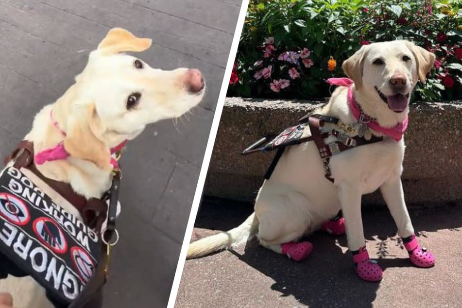 Guide dog Marli wears Crocs to protect against the hot asphalt in Florida.