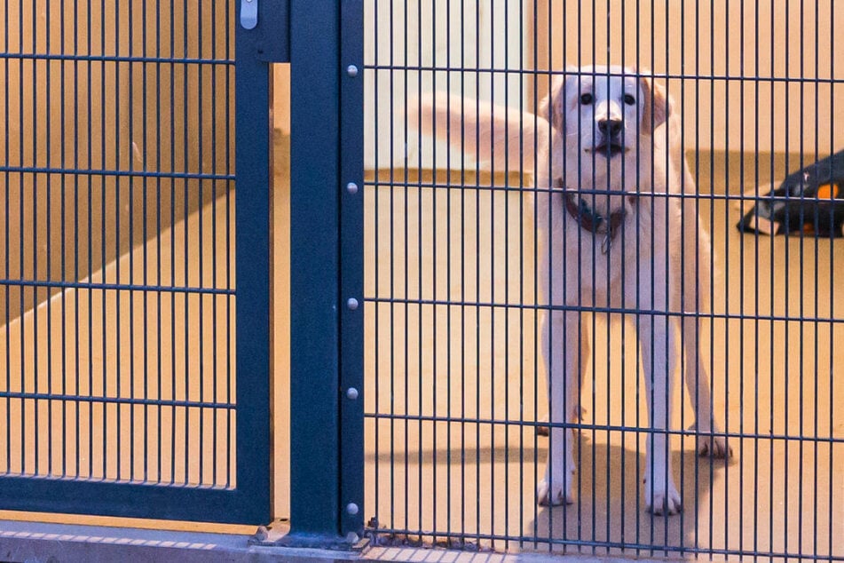 Wegen Überfüllung geschlossen: Tierheime in Brandenburg überlastet