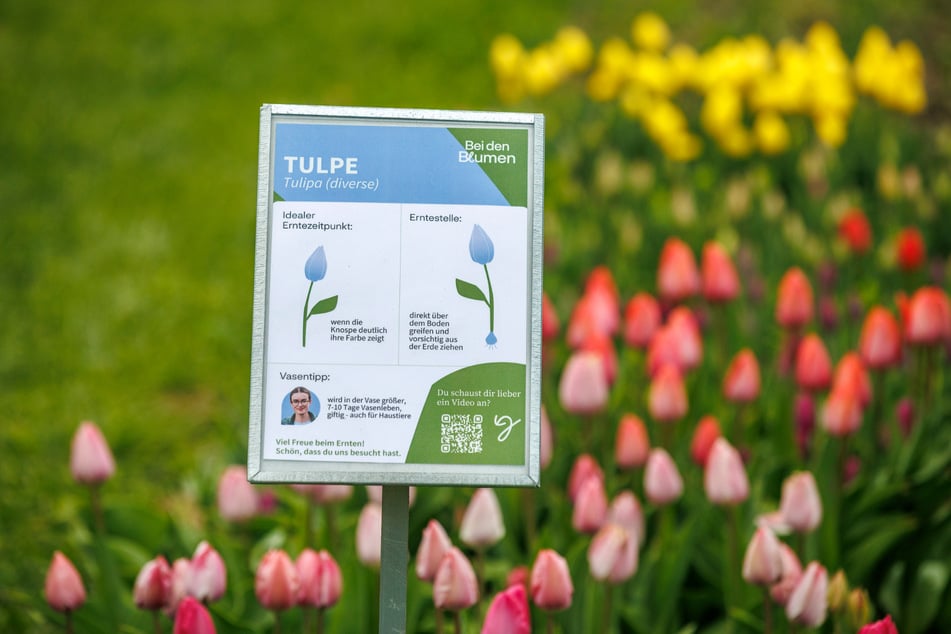 Informationstafeln erklären, wann und wie man die Blumen am besten selber erntet.