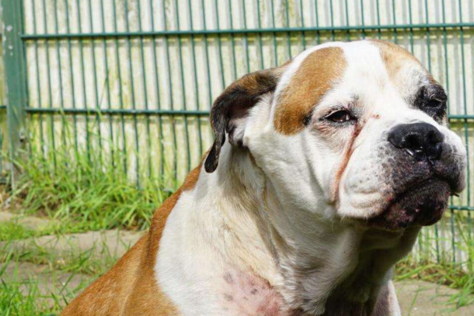 Er will nicht im Tierheim sterben: Gibt es ein Happy End für Hund Bodo?