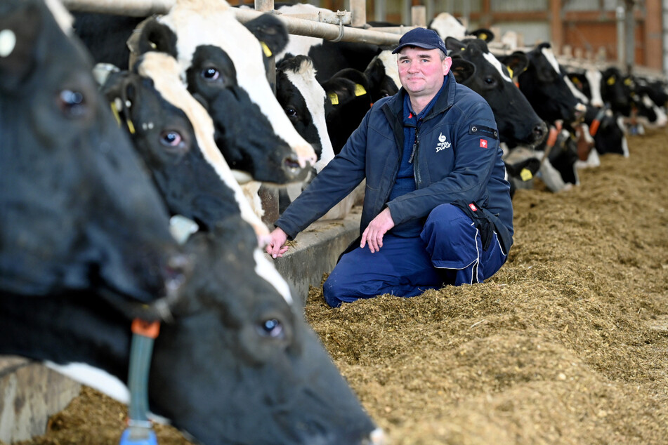 Robert Gierth (42) im Stall bei seinen zufriedenen Milchkühen. Er beklagt, dass immer weniger Fachpolitiker beteiligt sind, wenn es um richtungsweisende Entscheidungen für die Landwirtschaft geht.