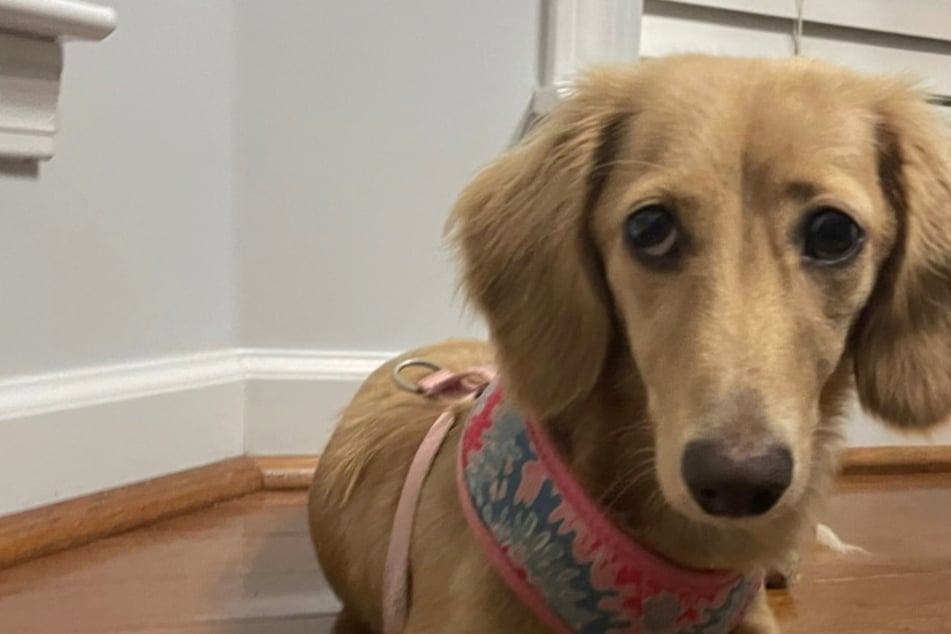 Un perro salchicha ladra a su dueña por la noche y la despierta: Lo que sucede a continuación es algo que ella no esperaba