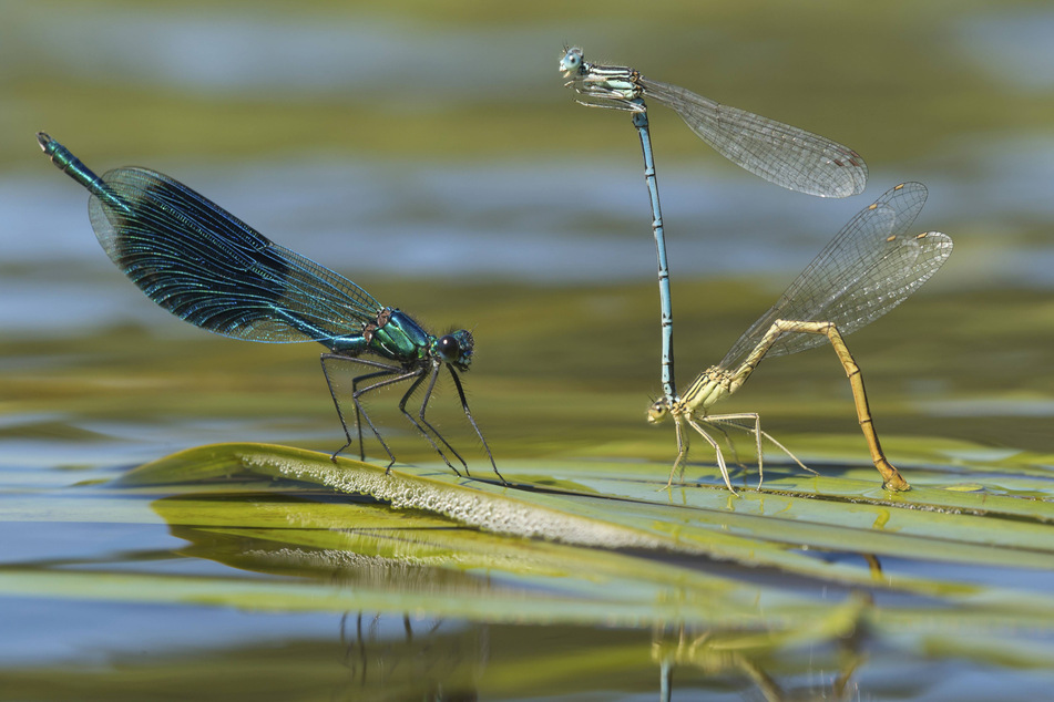 Fehlen an Gewässern empfindliche Insektenarten wie Libellen, könnte das Ökosystem bereits gestört sein.