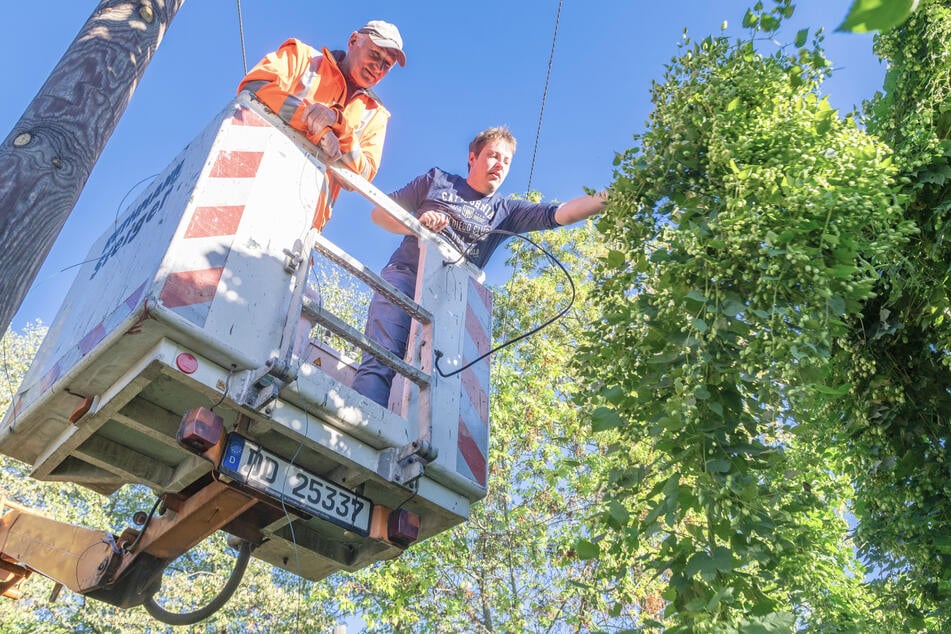 Für die Hopfenernte hat die Stadt eine Arbeitsbühne zur Verfügung gestellt. Marcel Königsmann (23, r.) löst den Hopfen vom Draht.