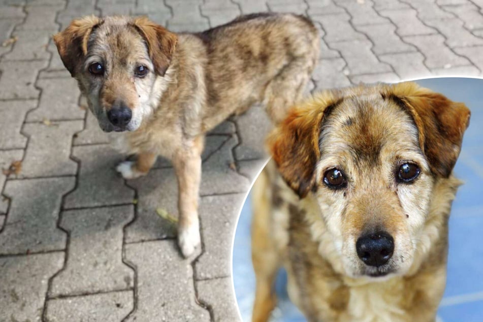 Nach Jahren im Tierheim: Kaziu sehnt sich nach einer eigenen Familie