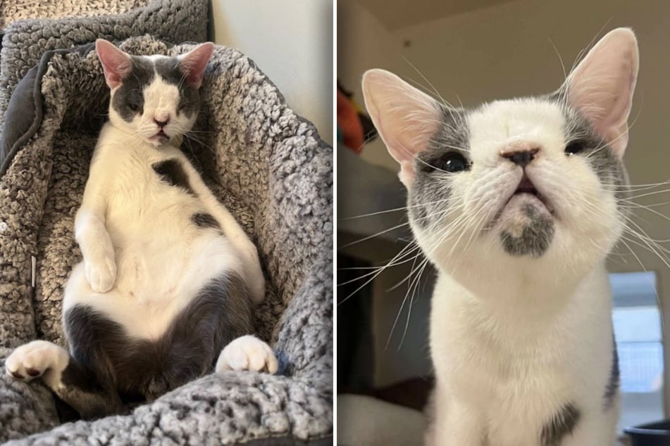 Nein, eine Schönheit ist Kater Sid nicht gerade. Doch ein gutes Leben hat er wie alle anderen verdient.