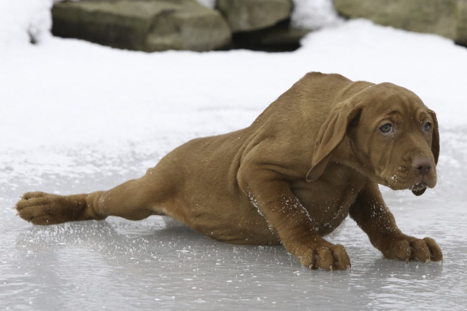 Hund kämpft in zugefrorenem See um sein Leben - Besitzerin macht sich keine Sorgen: "Es geht ihm gut"