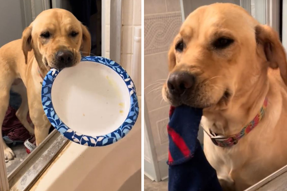 Lucy the dog has an adorable habit of show and tell for the captive bathtime audience of her bemused owner, and it's enchanting users all over TikTok!