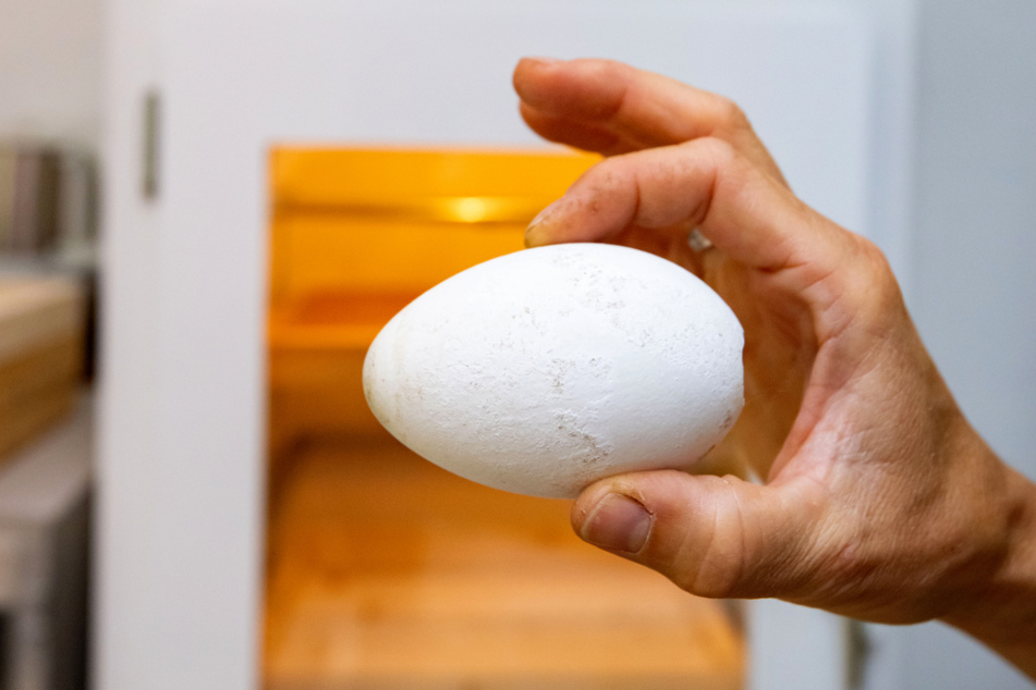 Leider waren die Eier im Brutschrank unbefruchtet.